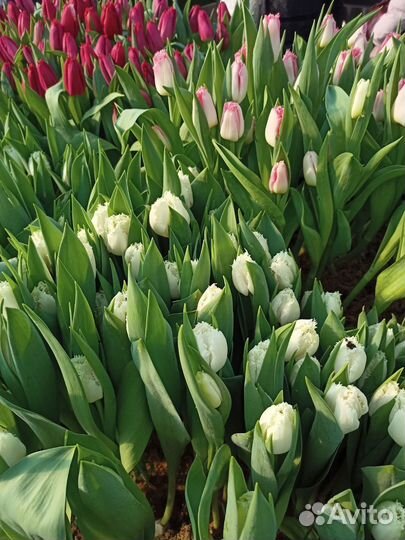 Тюльпаны к 8 марта оптом