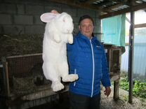 Кролики мясной породы Ризен, Белый Великан