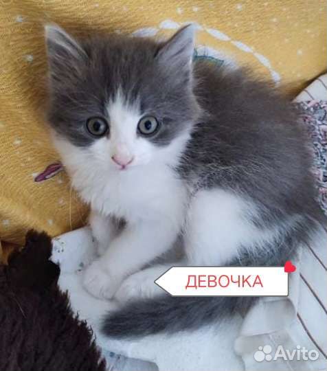 Котята 2.5 месяца в добрые руки