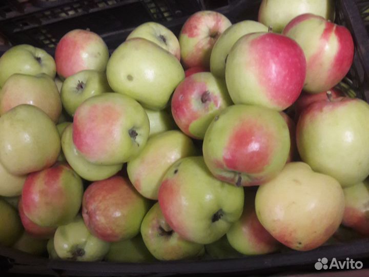 Яблоки