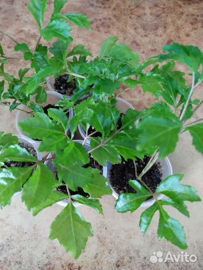 Комнатные цветы(разные)