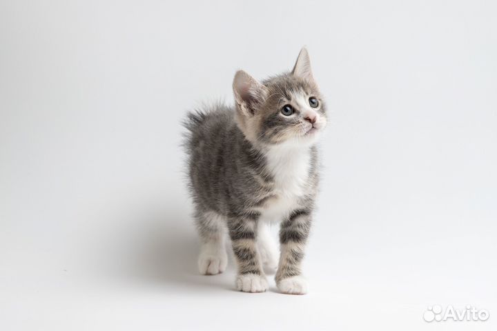 Короткошерстный кот из питомника