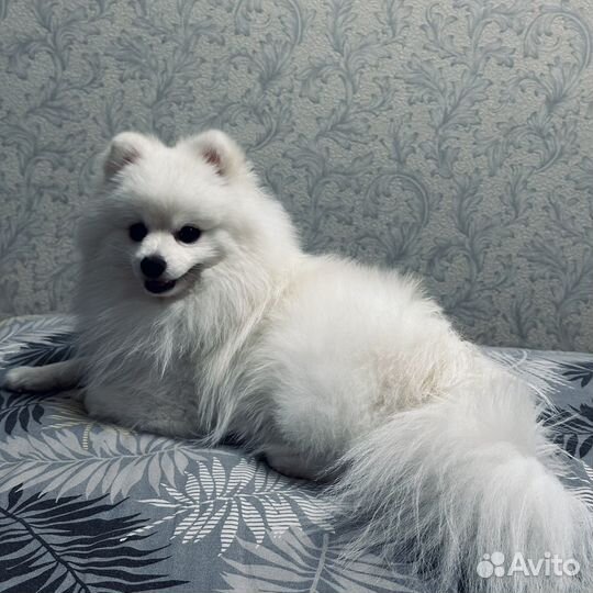Вязка Белый Шпиц