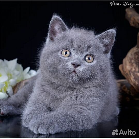 Британские котята короткошерстные
