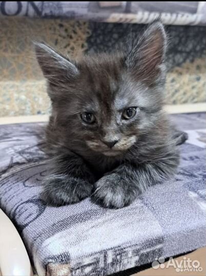 Котята мейн-кун