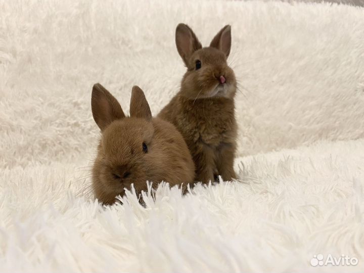 Декоративные кролики