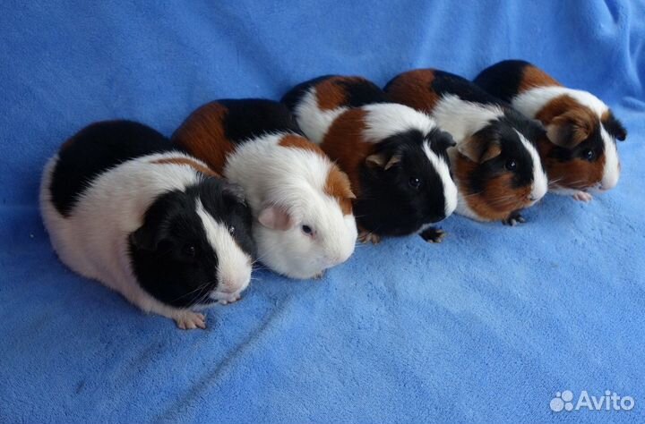 Морские свинки на продажу
