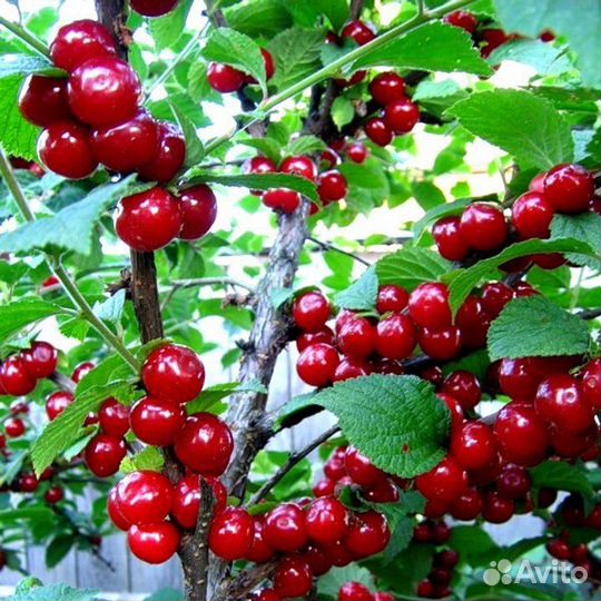 Вишня саженцы 2-х летки с доставкой