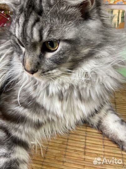 Вязка мейнкуна