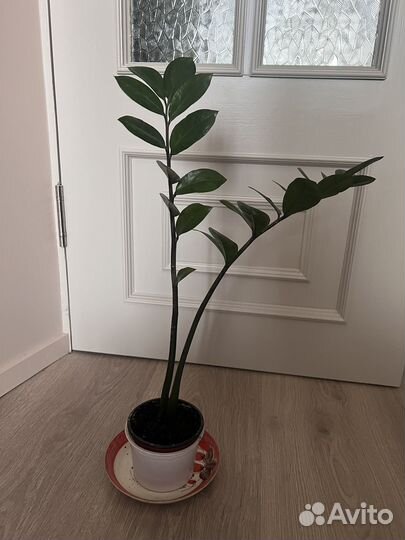 Замиокулькас малыш