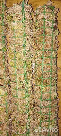 Тотем для растений