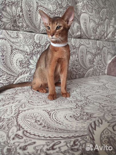 Абиссиночка