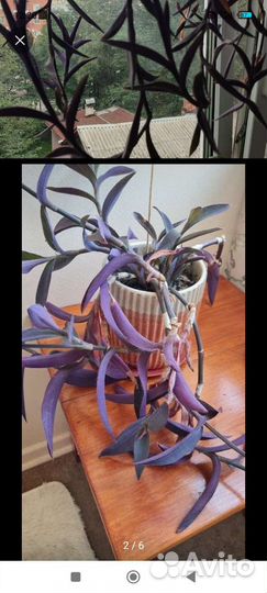 Традесканция бледная
