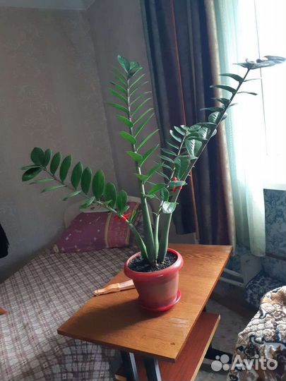 Замиокулькас