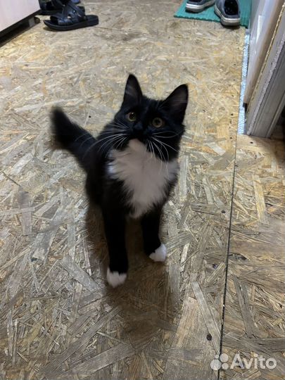 Отдам кота в добрые руки