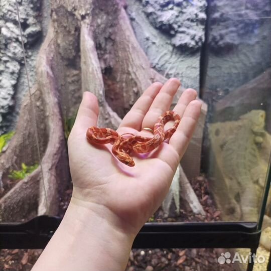 Маисовый полоз