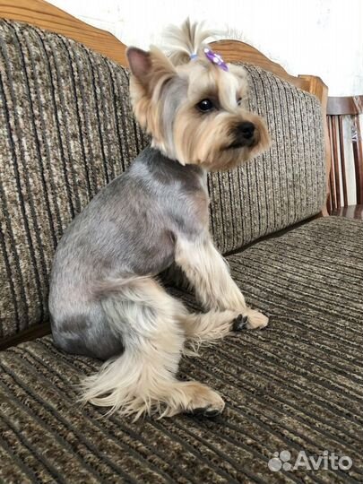 Йоркширский терьер вязка