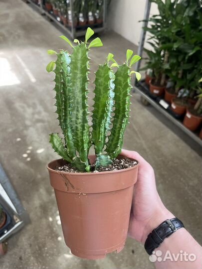 Эуфорбия Тригона молочай