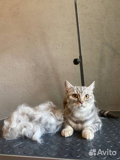 Груминг - стрижка собак и кошек