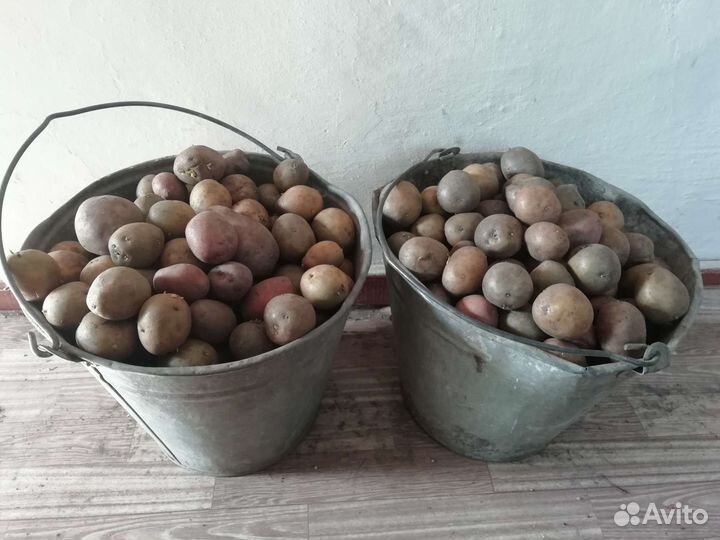 Семенной картофель