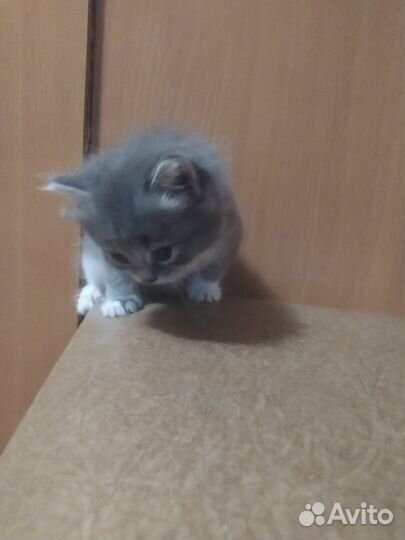 Кошки бесплатно