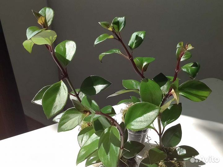 Гипоцирта/ нематантус комнатные растения