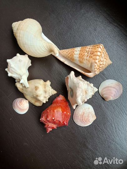 Ракушки набором