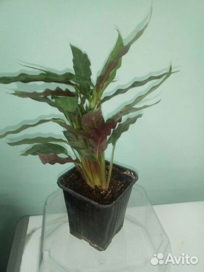 Калатея Руфибарба