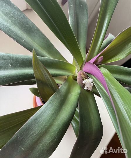 Традесканция рео