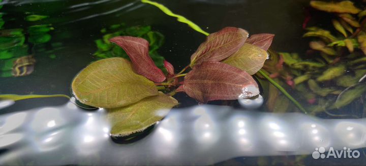 Эхинодорус аквариумное растение