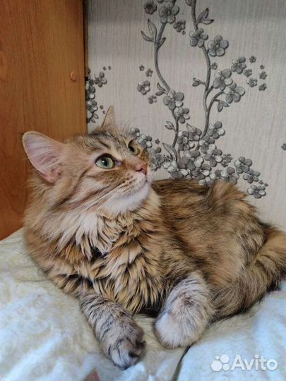 Кошка в приюте