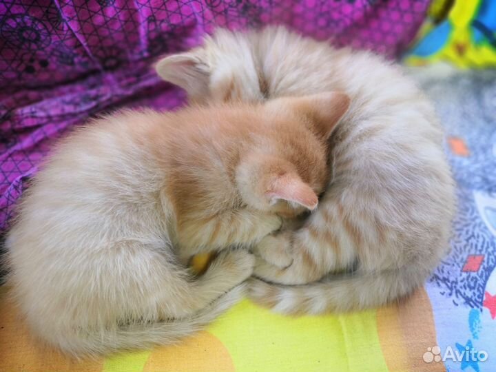 Рыжие котята