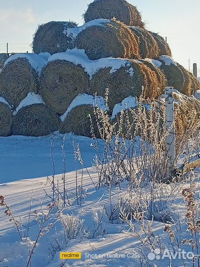 Сено солома в рулонах