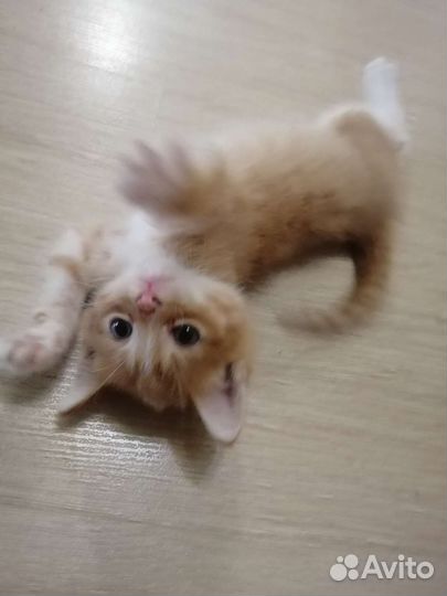 Котенок коксик