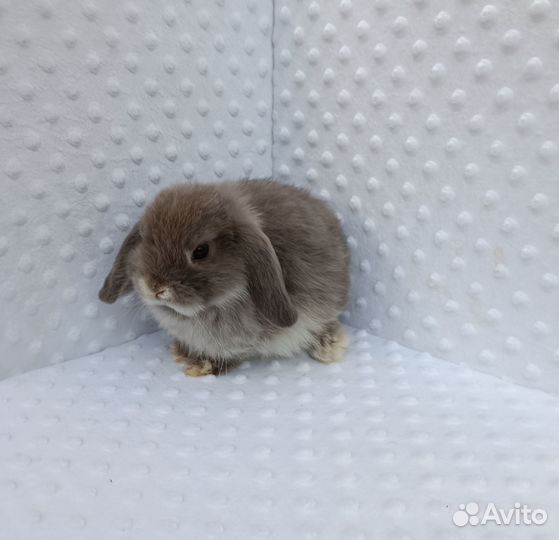 Много разных кроликов.Доставка