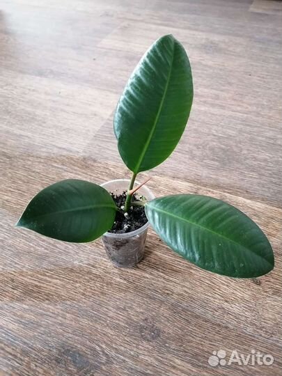 Фикус эластика робуста
