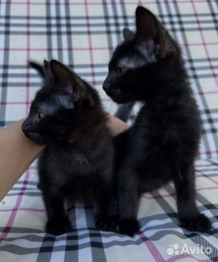 Котята ищут новый дом