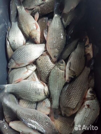 Карп,карась,раки