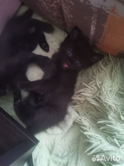 Котенок бесплатно