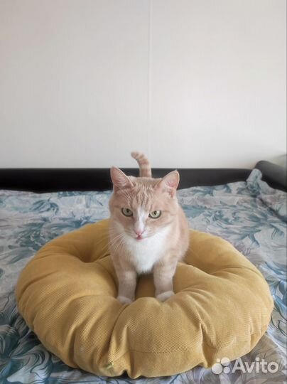 Подушка универсальная