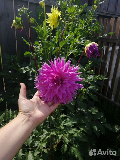 Георгины клубни