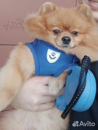 Случка шпиц