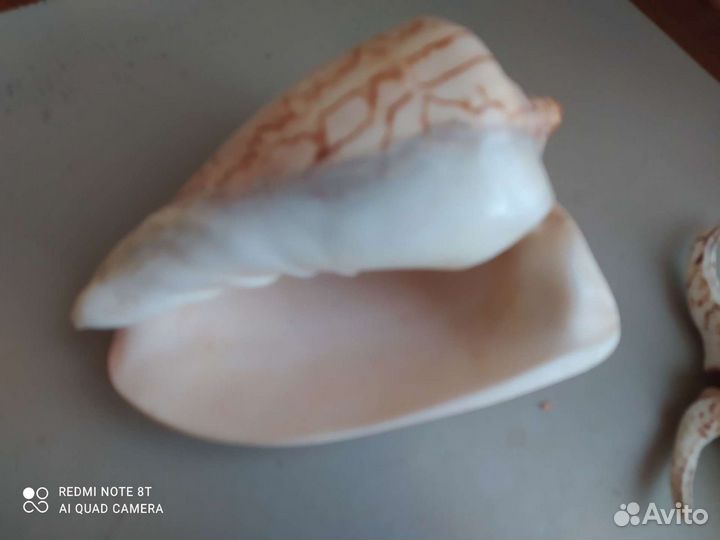 Ракушки большие