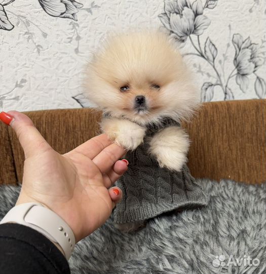 Мальчик шпиц 2,5 месяца