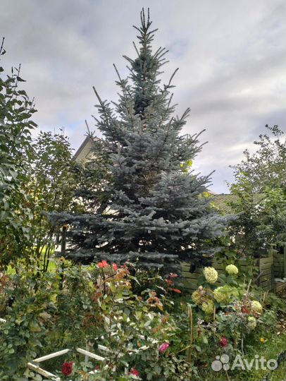 Елка к новому году