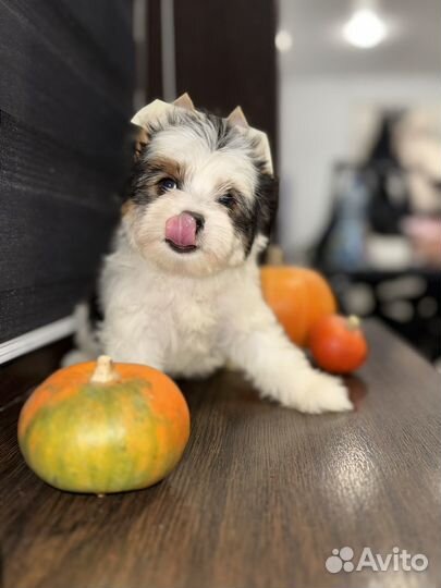 Щенки Бивера девочки