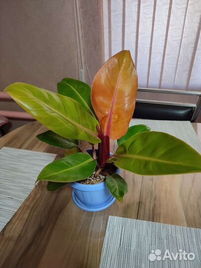 Филодендрон принц оранж