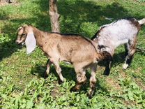Англо нубийский козы и козлята