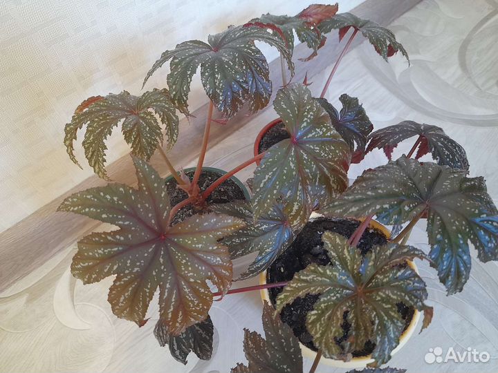 Бегония Грифон