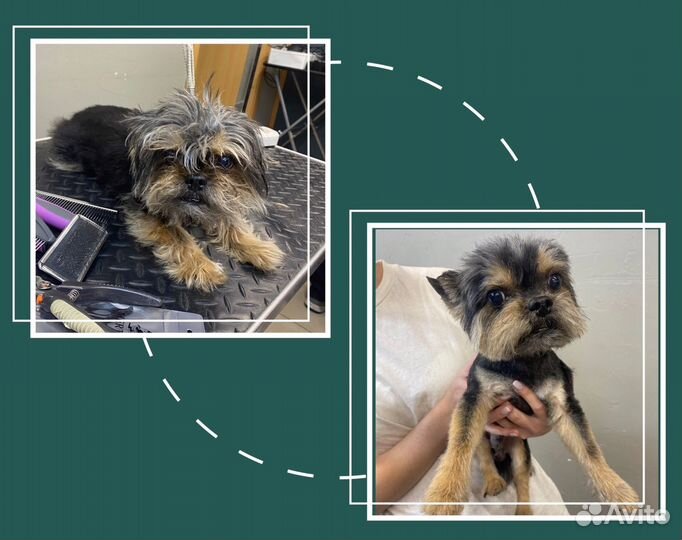 Центр для собак. Груминг